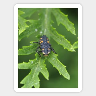 Larva of Coccinella septempunctata (seven-spotted ladybug) Sticker